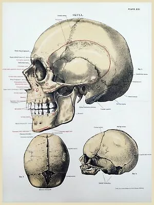 11485.Poster Print.Decorative.Art Decoration.Human Anatomy.Skull.Medical • $60