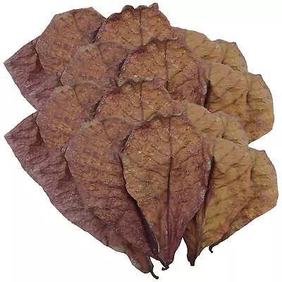 50pc Almond Leaves Catappa Indian Ketapang Leaf Shrimp Betta Fish Aquarium Care • $18.19