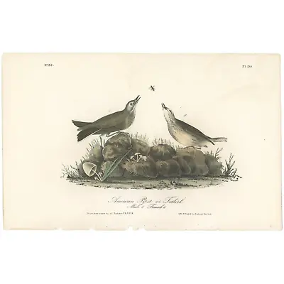 Audubon Birds Octavo 1st Ed 1840 H/c Lithograph Pl 150 American Pipit Or Titlark • $39