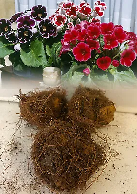 3 Gloxinia (sinningia) Mixed Tuberous Bulbs/corms Indoor Plant • £212.50