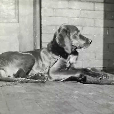 VINTAGE PHOTO Irish Setter Dog Named Bridget 1944 Loyal Cute Original Snapshot • $14