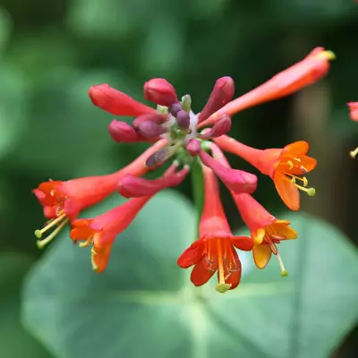 Lonicera Dropmore Scarlet- Semi Evergreen Flowering Honeysuckle Climber • £3.99