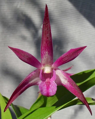 $10 • Buy Orchid -Dendrobium Crooky