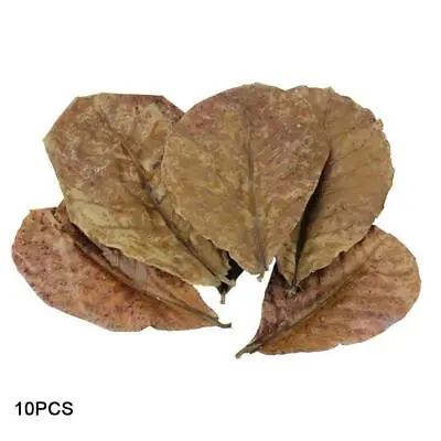 Indian Almond Catappa Leaves Fish Aquarium Improve Quality Water φ_ • $7