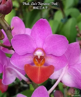 Phal. Liu's Triprince 'Pink' Blooming Size Free Shipping • $39