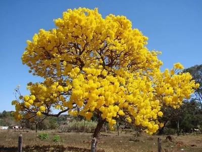 Oak Tabebuia Aurea   Yellow  Tree Plant Live ( Roble Amarillo ) 8''/14'' • $12.50