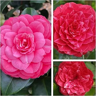 2 X Camellia 'Princess Baciocchi' - Evergreen Shrubs Ready To Plant In 9cm Pots • £14.99