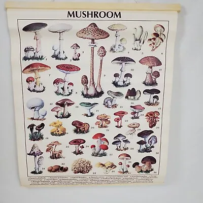 Kitchen Decor Mushroom Chart Wall Hanging • $8