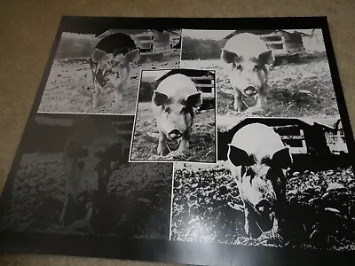 Unique Photograph Computer Art Poster Pig Collage 20x24  • $36