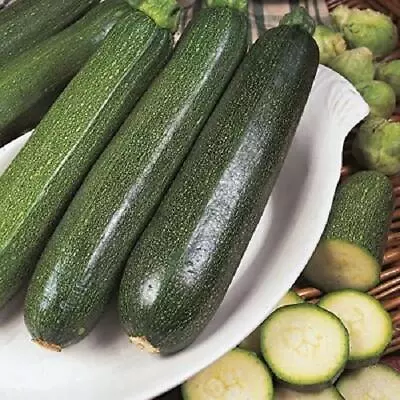 Courgette Plants 'All Green Bush' Vegetable Plug Plants X6 • £4.95