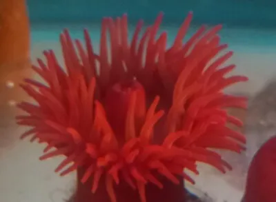 Beadlet AnemoneRedJuvenileSoft Coral Marine Aquarium Saltwater Live • £10.95