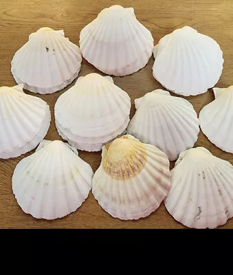 $12 • Buy 6 XLarge White Scallop Shells 4 - 4 1/2”  Irish Baking Cups Seashells Crafts