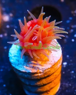 Cornbred's Flame Monster Dendro - WYSIWYG - Frag - LIVE CORAL • $0.99