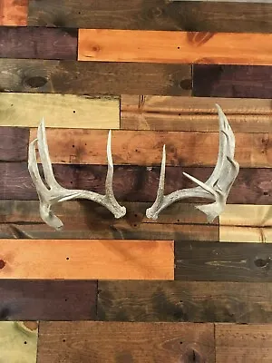 Amazeen Outdoors Shed Antler Mount Hanger Whitetail Mule Deer Sheds Bone Skull • $20