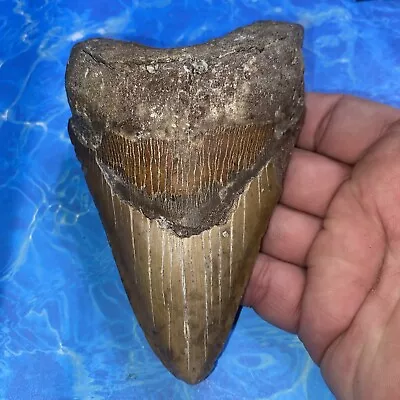 Megalodon Shark Tooth 5.31” Huge Teeth Meg Scuba Diver Direct Fossil Nc 2886 • $22.50