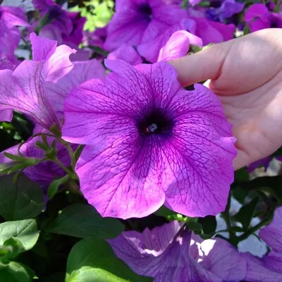 6 Trailing Petunia Titan Lavender Huge Flowers  Hanging Basket Patio Plug Plants • £4.50