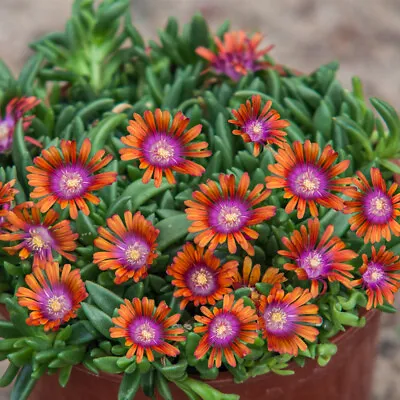 Delosperma 'Sundella Apricot'. Plug Plant X 4. Evergreen Succulent For Rockeries • £12.95