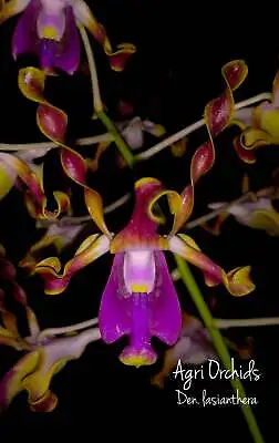 Dendrobium Lasianthera • $45