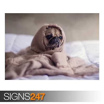 £1.10 • Buy ADORABLE PUG DOG (AE849) - Photo Picture Poster Print Art A0 A1 A2 A3 A4
