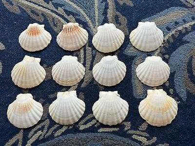 Large Natural Shells White Scallops 4-Inches Set Of 12 For Baking Or Crafts • $6