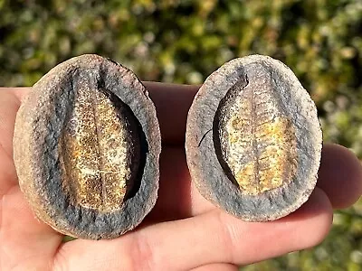 Mazon Creek Fossil Fern Pair Illinois Plant Leaves Pennsylvanian Age • $14.99