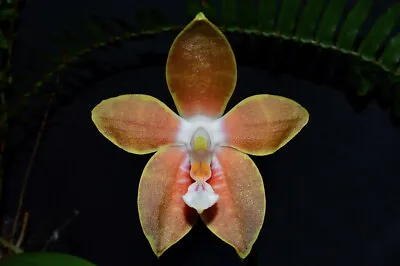 $45 • Buy Orchid Phalaenopsis Venosa Species