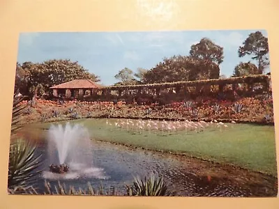 Parrot Jungle Miami Florida Vintage Postcard Flamingo Lake • $1.99