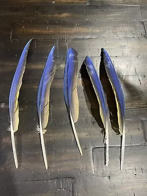 Blue And Yellow Blue And Gold Macaw Feather Set For Craft Smudge Ethically • $55