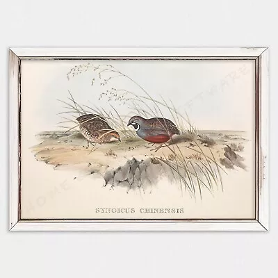 A3 Print John Gould Chinese Quail • $32