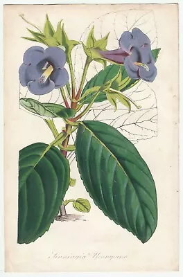 £61.88 • Buy Galleys: Hand-colored Lithograph, Gloxinia, Sinningia Cultivars, Gloxinie, 1857