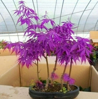 $7.59 • Buy 10 Seeds Purple Japanese Maple Tree SEEDS ARE HULLED FOR FASTER GROWTH