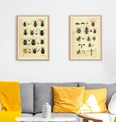 Set Of 2 X Natural History Prints 18th Century Insects Pictures Prints • £6.99