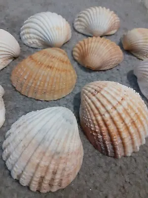 Large Cockle Shells (x10) • £7.50