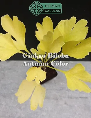 Ginkgo Biloba Tree - Live Plant 6 To 8 Inches - Maidenhair Tree - Living Fossil • $6