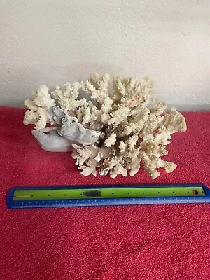 Dry Coral - Natural Coral For Aquarium- Natural Blue Coral Integrated.  Unique • $45