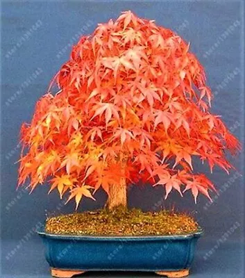 $4.44 • Buy 10 Bonsai Japanese Flame Maple Seeds Dwarf Mini Tree