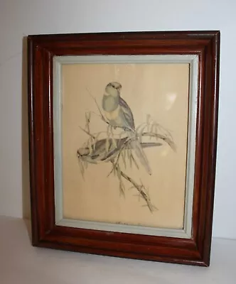 Vintage Wood Framed J Gould Bird Print • $9.95