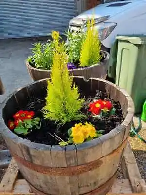 Large Genuine Half Whisky Barrel Planter Oak Whiskey Plant Container Flower Pot • £44.95