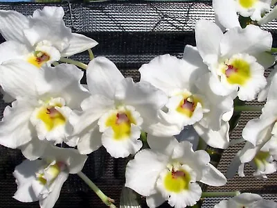 $12 • Buy Beautiful Softcane Orchid Dendrobium Beautiful Egg No1