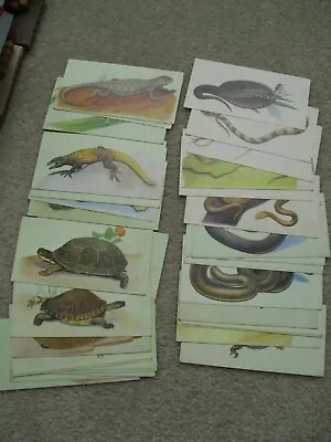 Vintage Lot Of 35 1963 McGraw Hill Flash Cards Reptiles Turtles Snakes • $55