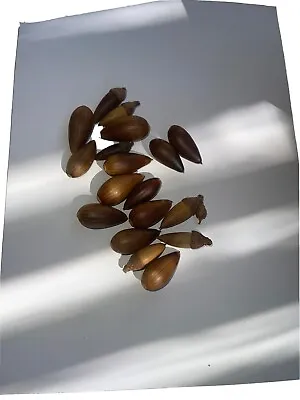 15  Live Coast Ca Oak Tree Seeds/acorns For Planting Or Crafts/arts. • $10.50
