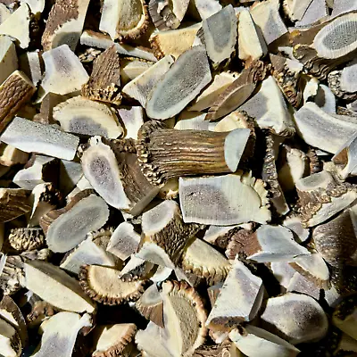 5 Lbs Bulk - Deer Elk Antler Scraps Pieces -Tips-Tines-Chunks -Chinese Medicine • $24.99