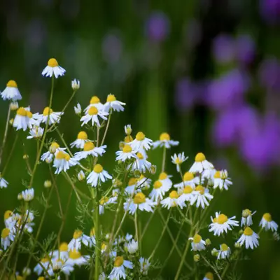 Matricaria Chamomilla (Wild Chamomile) Seeds | Garden Flowers •Wildflower Meadow • £2.99