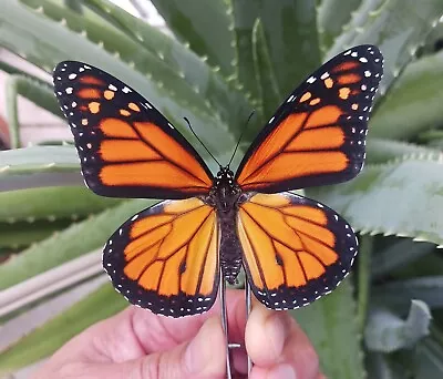 Lot Of 20 Danaus Plexippus Monarch New Unmounted Wings Closed. • $129.99