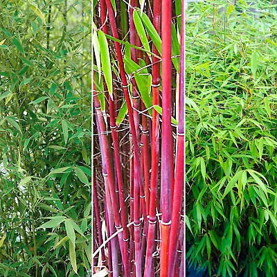 Fargesia Bamboo Hardy Outdoor Ornamental Flowering Evergreen Garden Pot Plants • £19.99