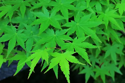 20 GREEN JAPANESE MAPLE Tree Ornamental Acer Palmatum Yellow Fall Foliage Seeds • $3