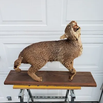 Vintage Bobcat Taxidermy Mount • $699