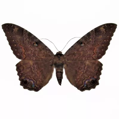 Ascalapha Odorata ONE REAL BLACK WITCH MOTH UNMOUNTED WINGS CLOSED TEXAS USA • $24