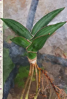 Sansevieria Samurai Dwarf Lavranos 23154  Warshiik  Very Healthy Sans. • $40