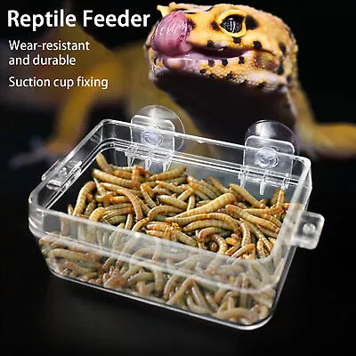 Reptile Food Bowl Not Easy To Fall Feed Water Lizard Gecko Crawling Pet Bowl • $33.30